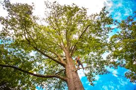 Best Tree Mulching  in Ferron, UT