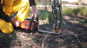 Trusted Ferron, UT Tree Removal Experts
