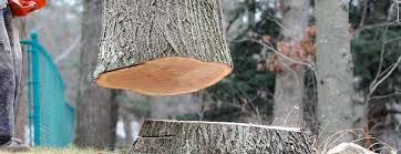 How Our Tree Care Process Works  in  Ferron, UT