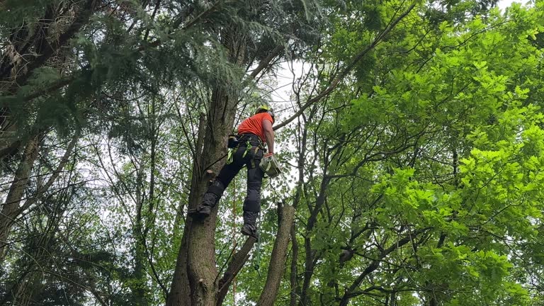 Best Tree Risk Assessment  in Ferron, UT