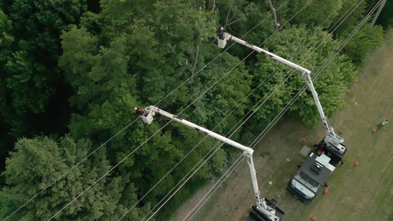 Best Emergency Tree Removal  in Ferron, UT