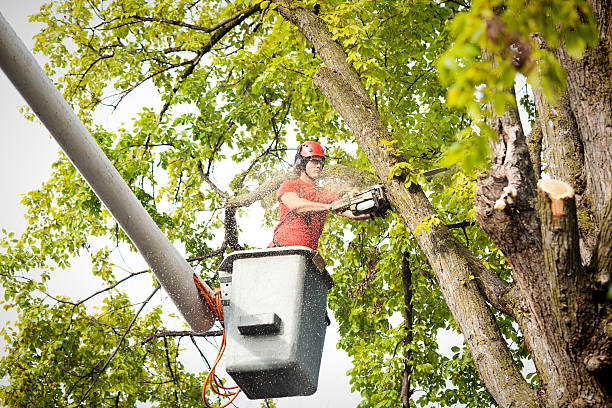 Best Storm Damage Tree Cleanup  in Ferron, UT